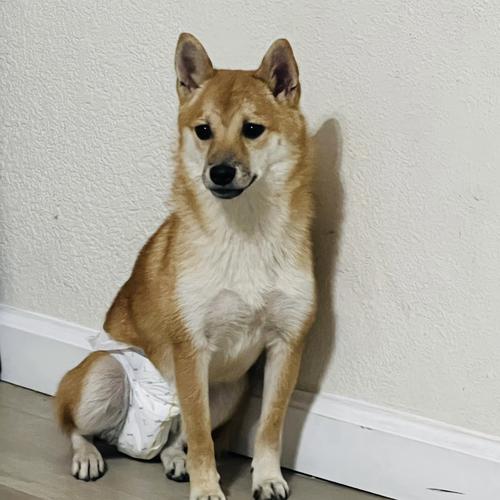 User's pet: Cainy