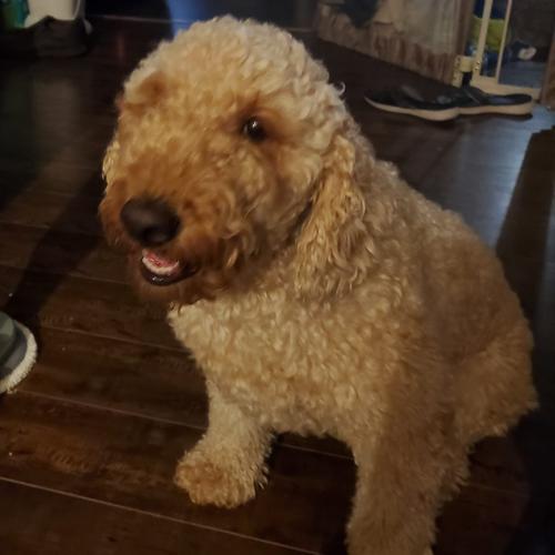 User's pet: Guinness