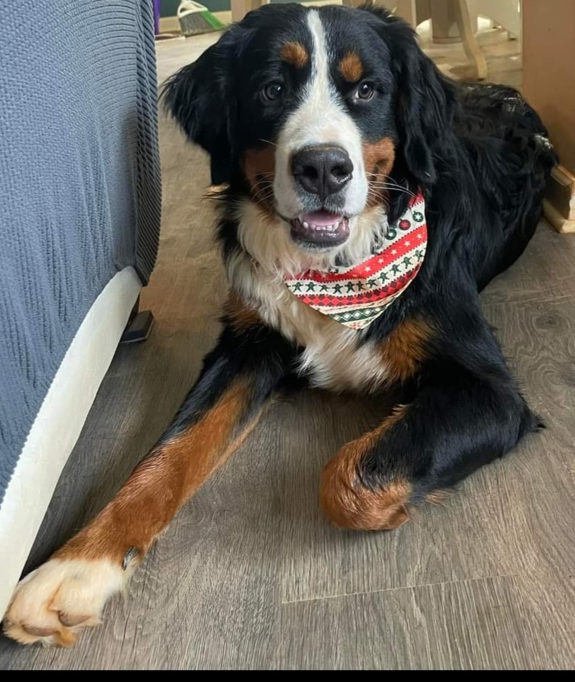 User's pet: Dougal Mackenzie Kalsky