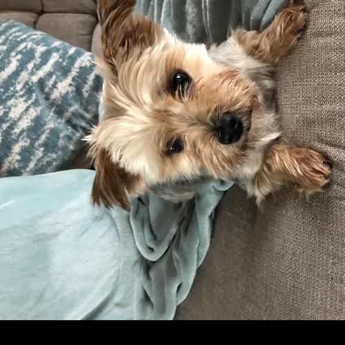 User's pet: Kadijah Ramos