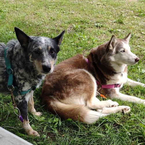 User's pet: Kaiya