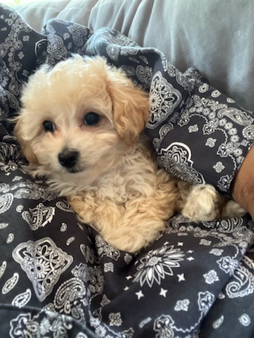 User's pet: Jayde Arielle Wilkerson