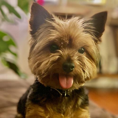 User's pet: Gigi Pavon