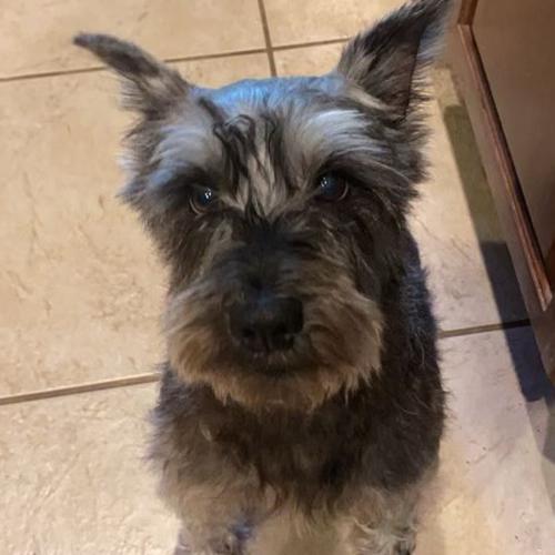 User's pet: Smokey