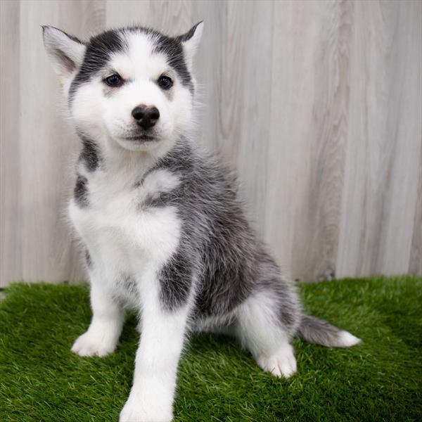 User's pet: Husky