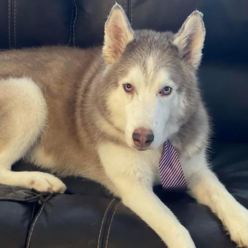 User's pet: ALEKS COWLES