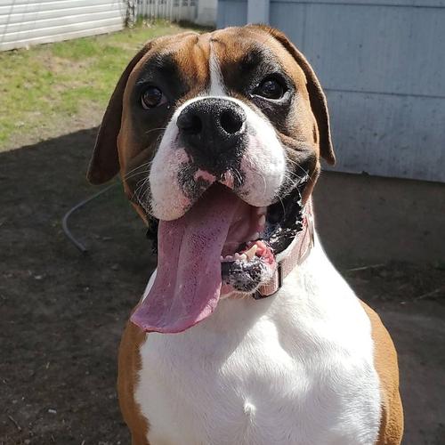 User's pet: Tanner