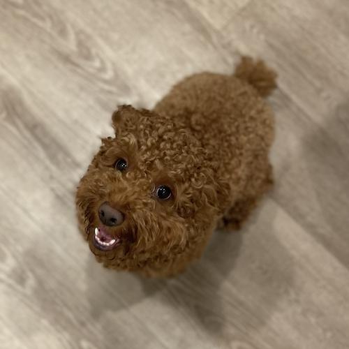 User's pet: Niko