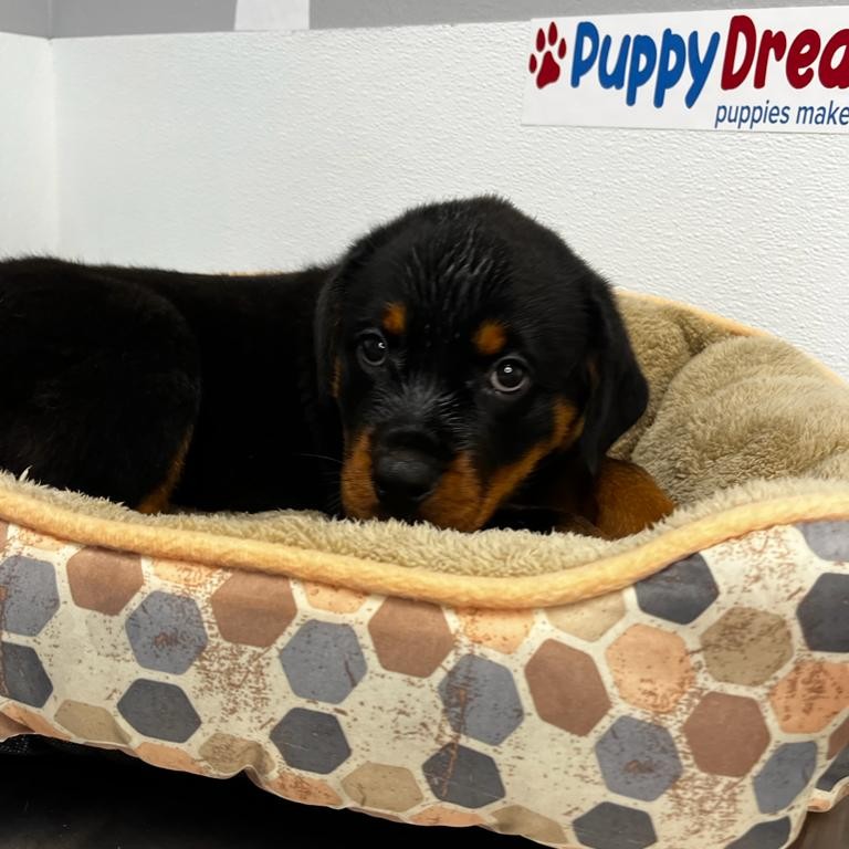 User's pet: Nala