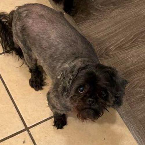 User's pet: Wickett