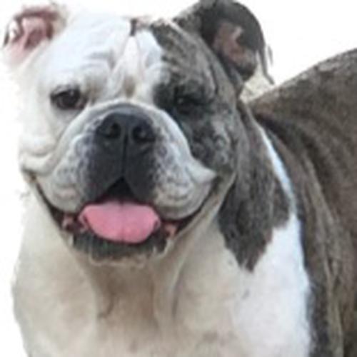 User's pet: Miley Reece Hutchins