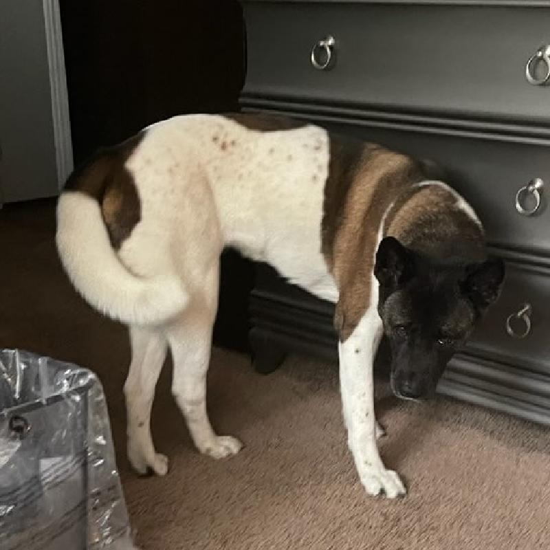 User's pet: Gucci