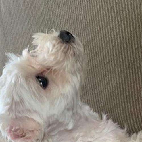 User's pet: Quenton