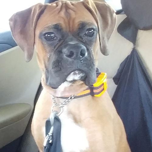 User's pet: Maddison