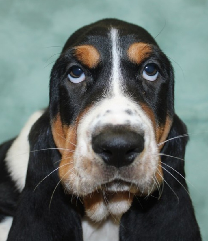 User's pet: Snoopy