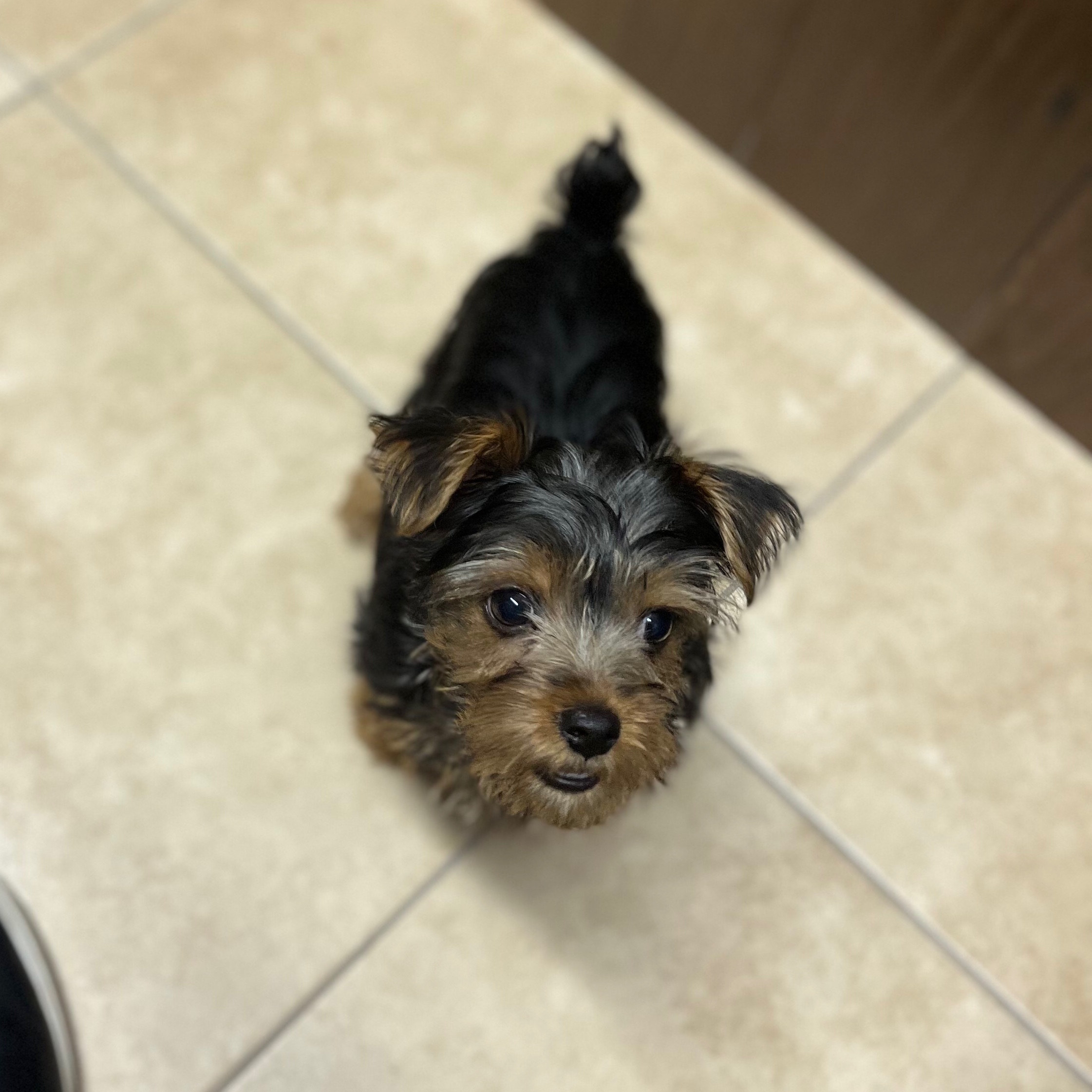 User's pet: Dallas