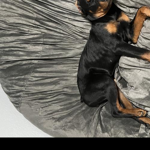 User's pet: Nala
