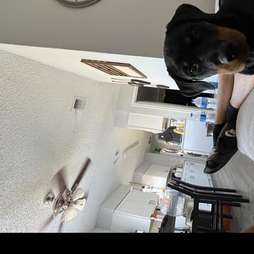 User's pet: Nala