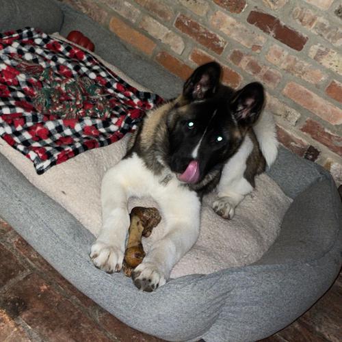 User's pet: Lincoln