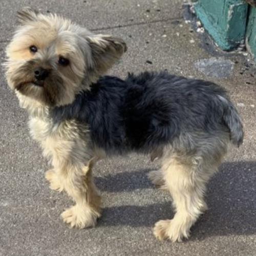 User's pet: Zoe