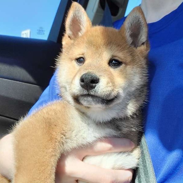User's pet: Fox (Stolen)