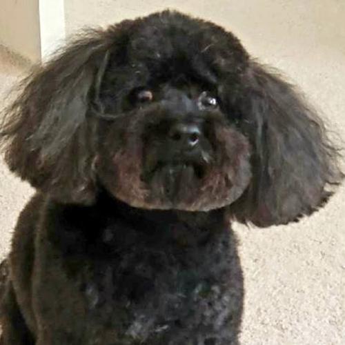 User's pet: Eddie Antonilli