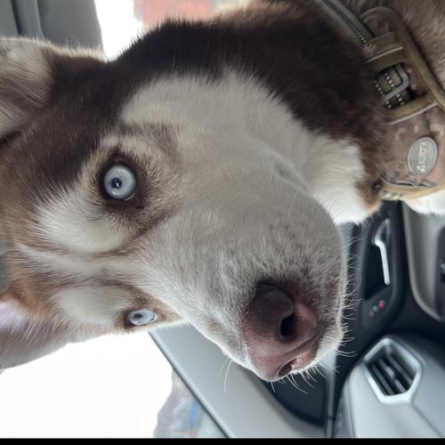 User's pet: Beau