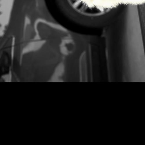 User's pet: Casey Gorman