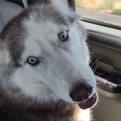 User's pet: Kaiya