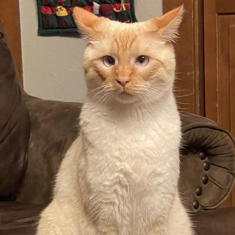 User's pet: Jasper