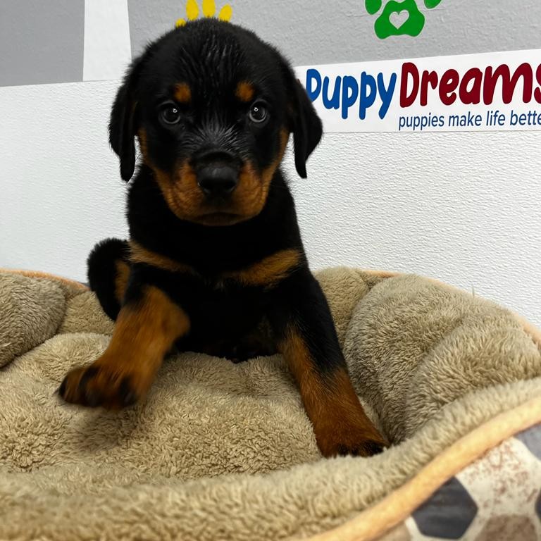 User's pet: Nala