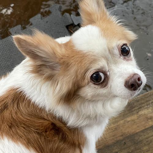 User's pet: Skyrim *Lost Pet*