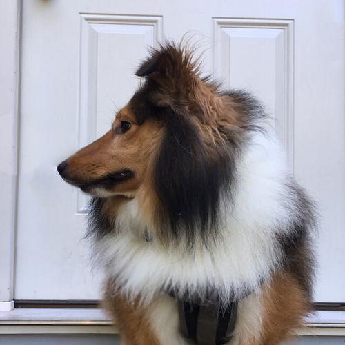User's pet: Bingo