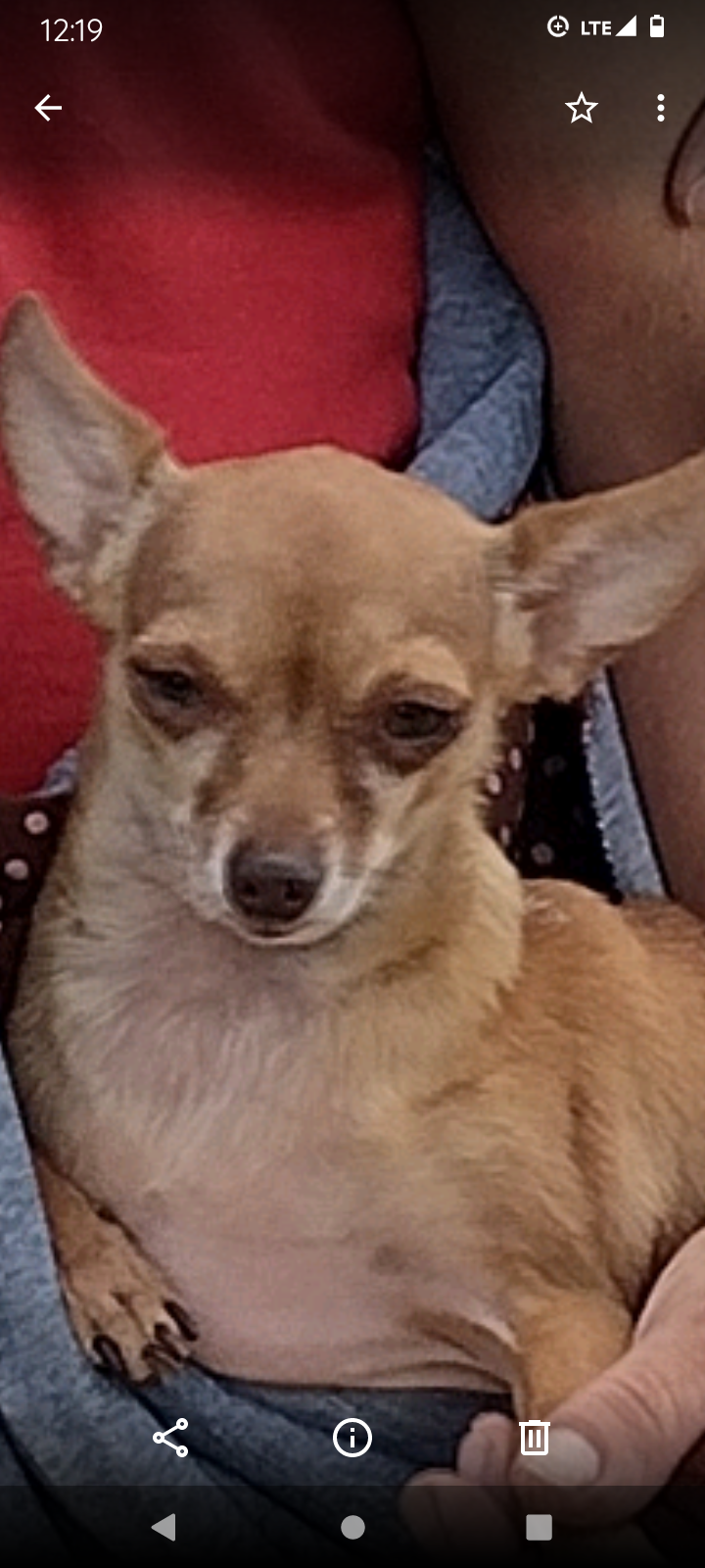 User's pet: Gizmo