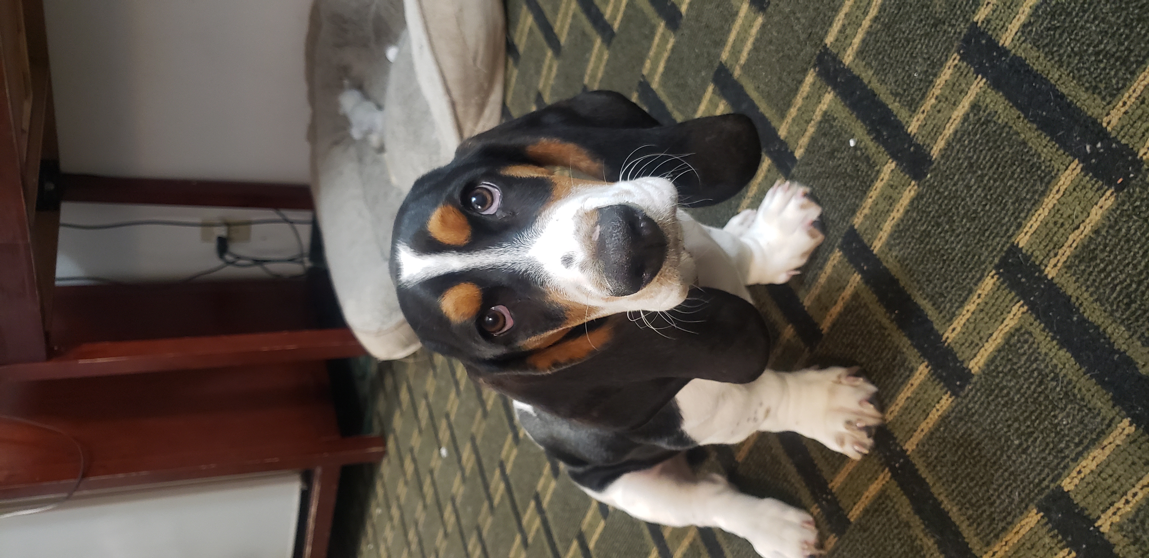 User's pet: Snoopy