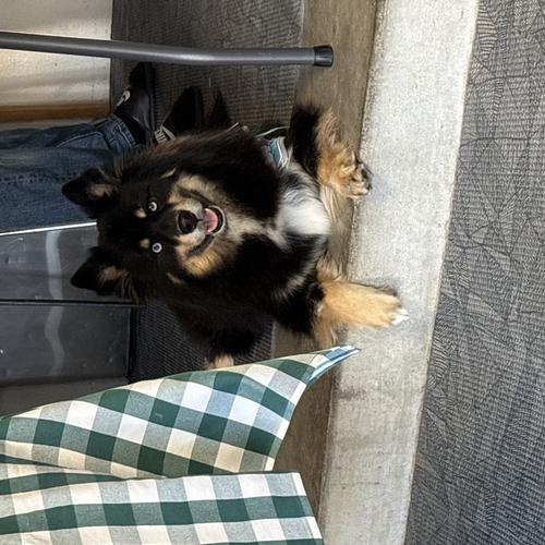 User's pet: Maikoh