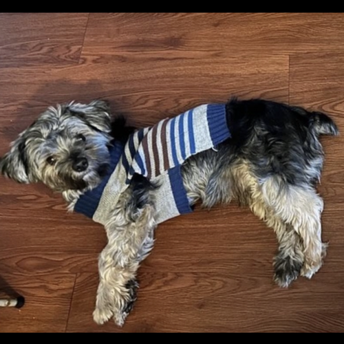 User's pet: Truu