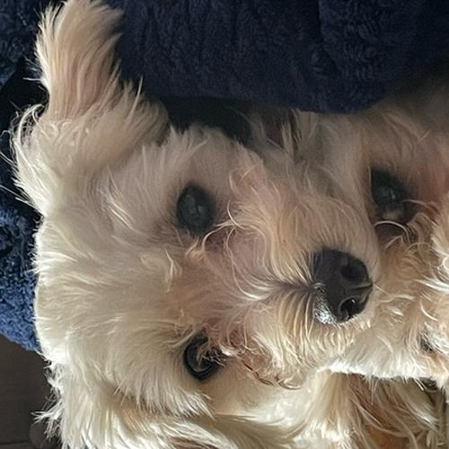 User's pet: Quincy