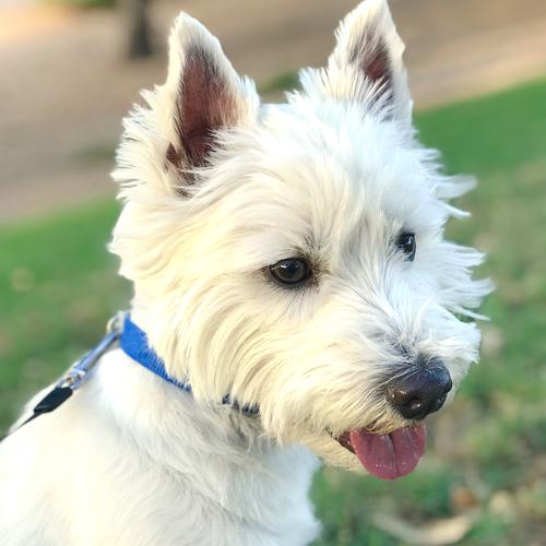 User's pet: Michael And Melinda Bechtol