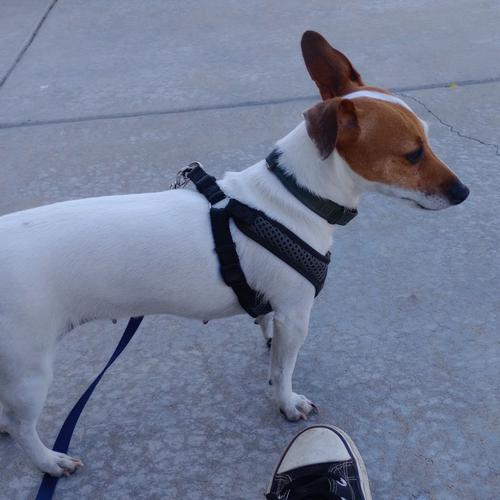 User's pet: IAN SPENCER