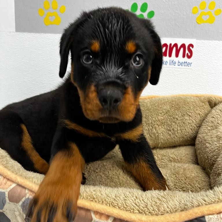 User's pet: Nala