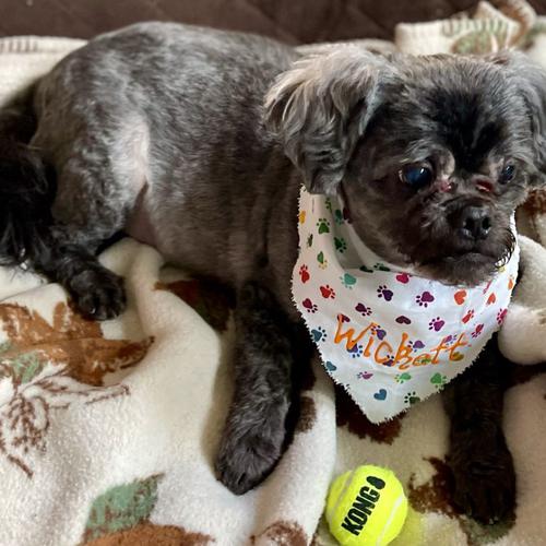 User's pet: Wickett