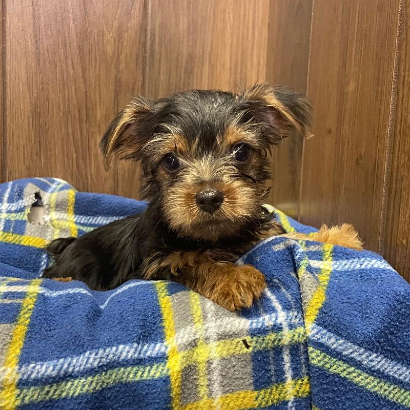 User's pet: Dallas