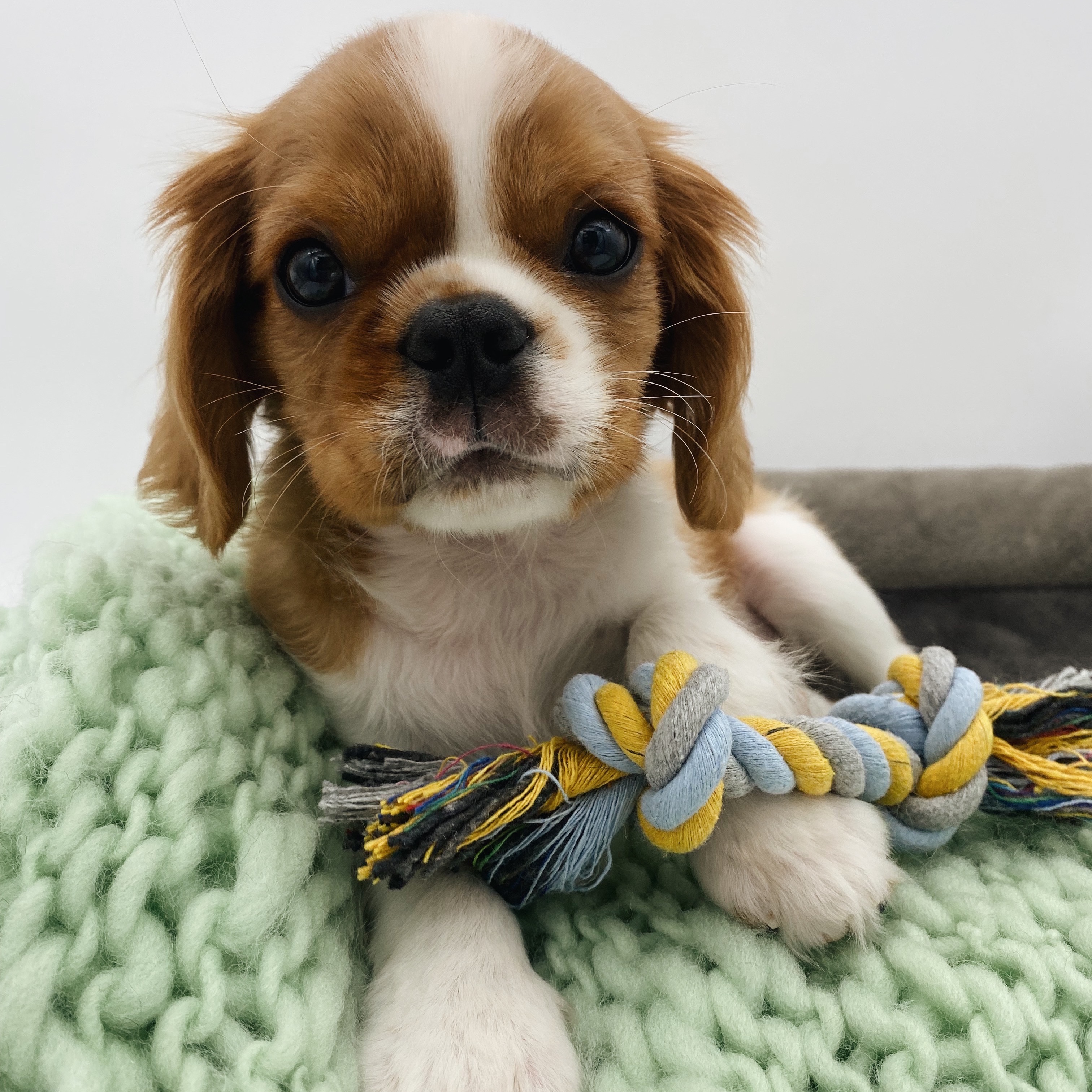 User's pet: Blue