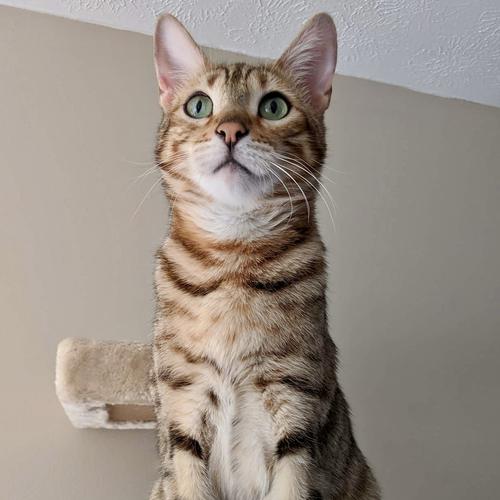 User's pet: Lord Roland Maximus aka Max