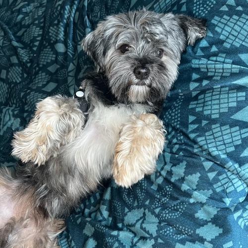 User's pet: Truu