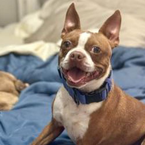 User's pet: Sullivan "Sully" Battle