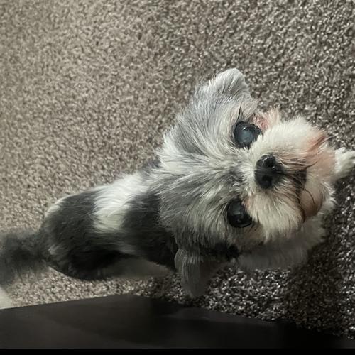 User's pet: Giselle
