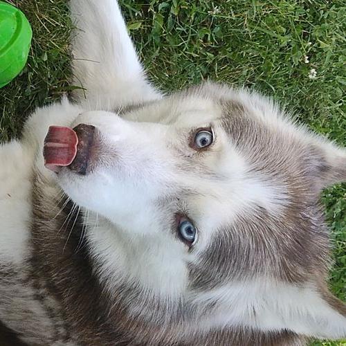 User's pet: Kaiya