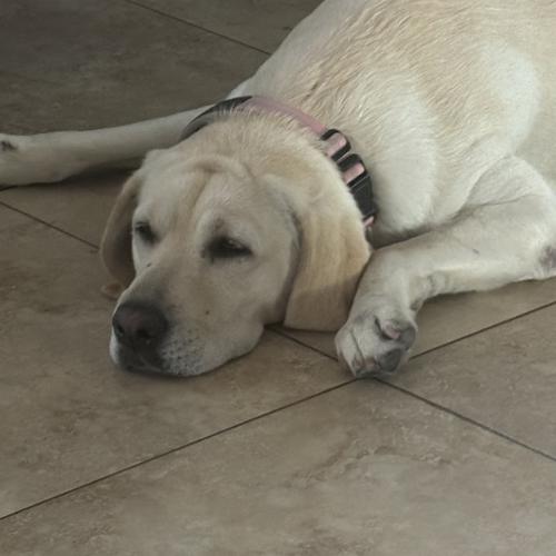 User's pet: Griselda MIMI Blanco